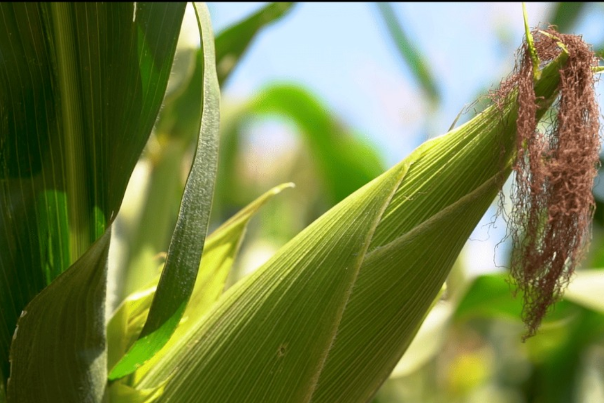 MODULE 2: CLIMATE INFORMATION AVAILABLE FOR AGRICULTURE