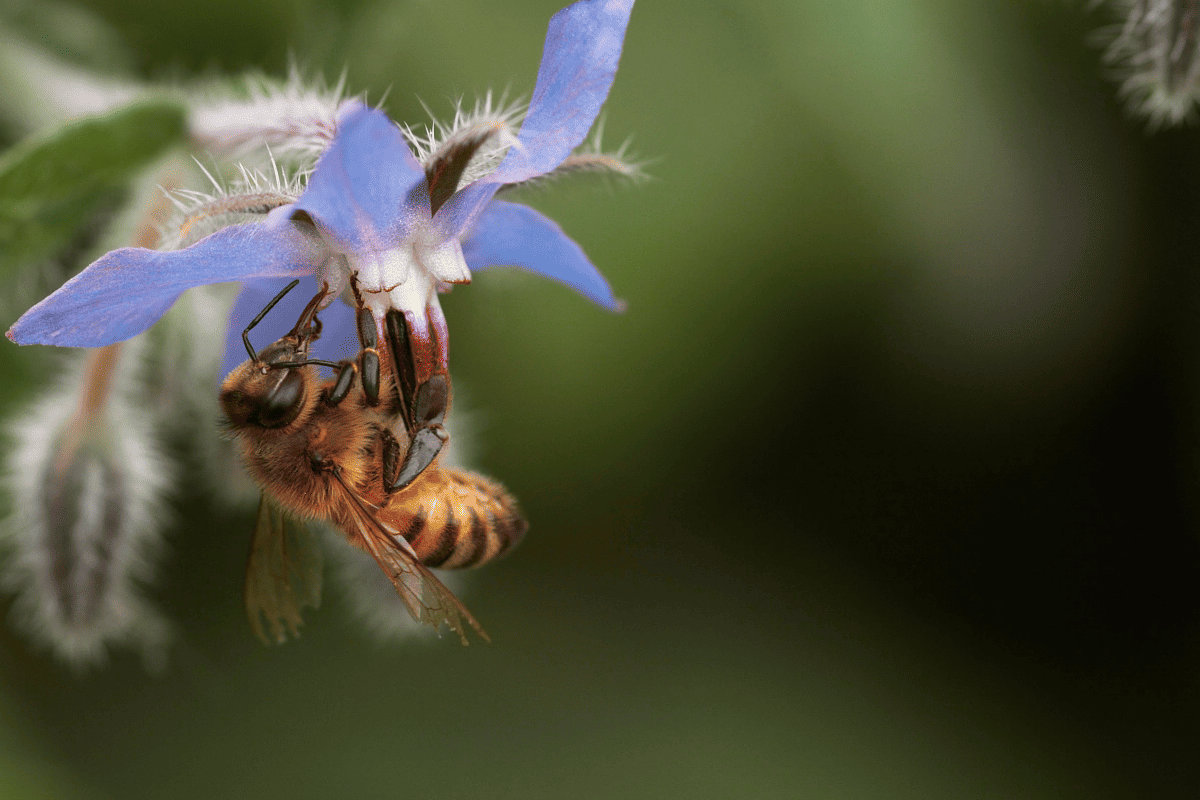 Apiculture/Beekeeping for Beginners