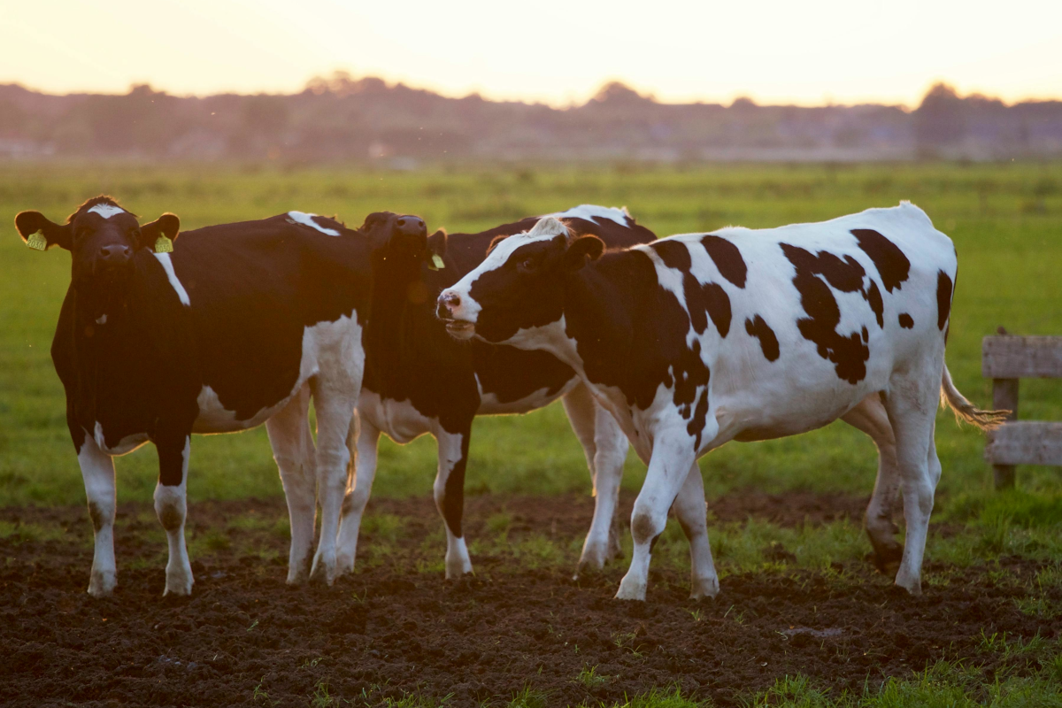 Dairy Farming for Smallholder Farmers