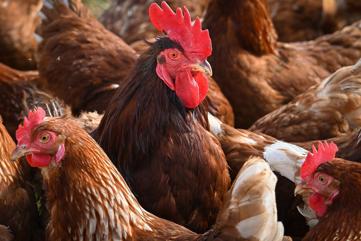 Beginners Guide to Indigenous Chicken Farming