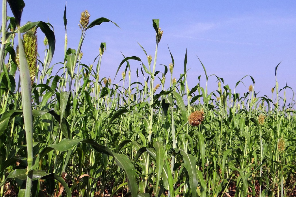 Beginners Guide to Sorghum Farming