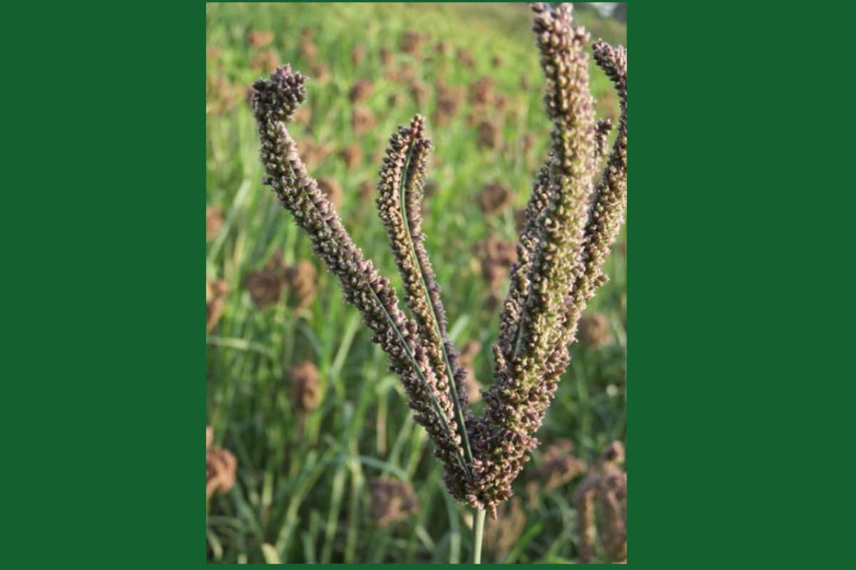 Beginners Guide to Finger Millet Farming