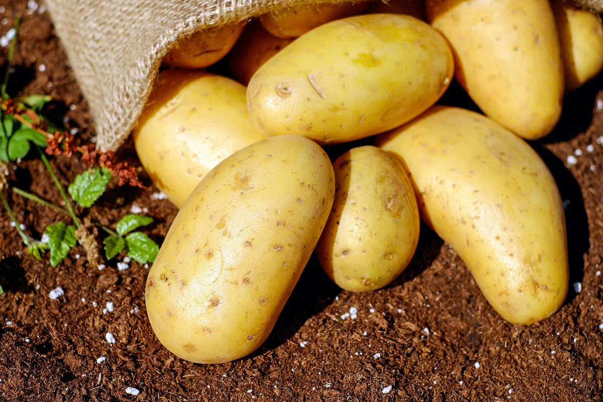 Beginners Guide to Irish Potato Farming